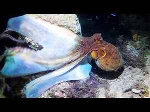 octopus uses its web as death trap