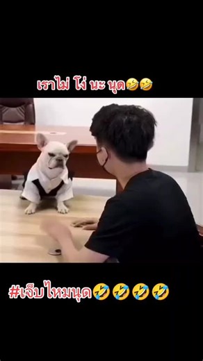 Small French Bulldog's Adorable Office Antics