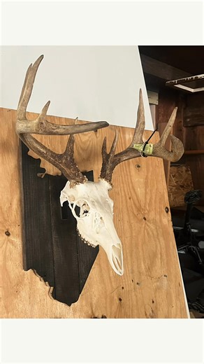1.3K views | Week 2 bucks that where brought in to the shop | Mechling's Skull Mounts | Facebook