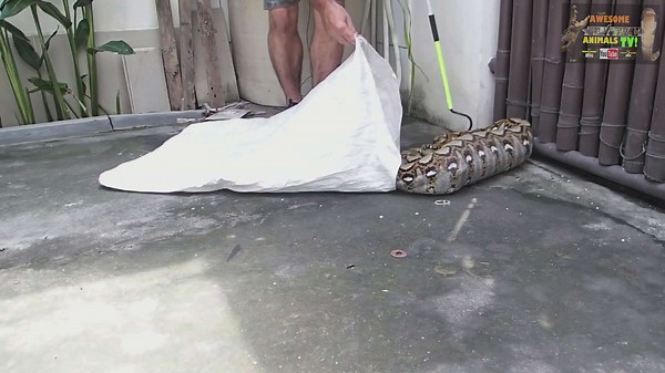 Snake vs cat | Giant python corners a house cat