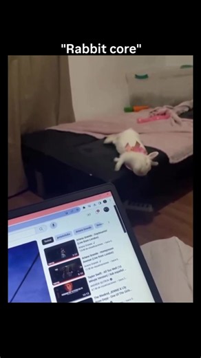 Rabbit Core: Cute Rabbits and Mini Bunny Moments