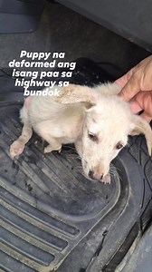Puppy with deformed leg was rescued and is now under treatment and rehabilitation at Mama's Cradle Animal Sanctuary . #dog #digs #doggo #doggy #pup #puppy #puppylove #deformed #deformity #rescue #rescuedig #dogsofinstagram #dogstagfam #dogsofinsta #dogsoffacebook #puppiesofinstagram #doglover #doglovers #furmom #rescuer #MamasCradleAnimalSanctuary #followers #highlights | Mama's Cradle Animal Sanctuary