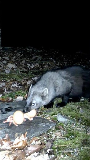 Fisher snags two eggs 🥚🥚 #weasel #wildlife