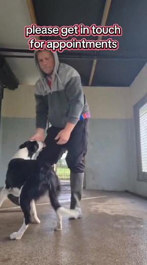 Dog for adoption!!! This girl is called Ruby and she is approximately 12 months old. She is good with other dogs and kids and is hoping to find a new forever home for herself. She is an active girl who needs plenty of walks and playtime and would need a secure garden to play in. If you are interested in adopting her please get in touch with us on 09066 62992 or message us here for appointments. | Roscommon Dog Shelter