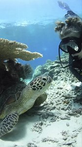 64 reactions | This adorable turtle knows the importance of self-care, giving its shell a little scratch to keep it clean and shiny. Even in the depths of the ocean, these gentle creatures remind us of the simple joys of taking care of ourselves. ✨ #SelfCareUnderTheSea #AdorableTurtle  Dive Down Under  www.divingspecials.com Save up to 50% on your next dive adventure  | Diving Specials | Facebook