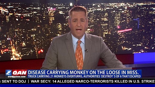 A disease-carrying monkey is on the loose in Jasper County, Mississippi, reportedly infected with hepatitis C, herpes, and COVID. Subscribe to OAN LIVE for updates as they come in https://live.oann.com/home.ktv?utm_source=socials&utm_medium=social media&utm_campaign=FB | One America News Network