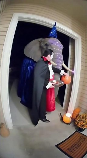 Happy Halloween Elephant Trick-or-Treats in Wizard Costume | Magic Moment #halloween#elephant
