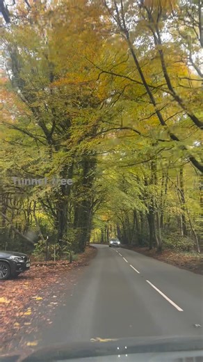Beautiful autumn tunnel tree | Cyndy Marcos