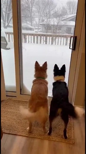 6.7M views · 152K reactions | Aventure Hivernale des Chiens Aventure Hivernale des Chiens Generated using Kling AI . . . (À des fins de divertissement uniquement. Consulter des professionnels si des conseils sur les activités sont présentés. Aucune affiliation à une marque n'est implicite si elle est représentée. Si le contenu s'inspire d'événements réels, des adaptations créatives peuvent être incluses. Le contenu peut inclure des images publiques.) | Fabiosa France | Facebook