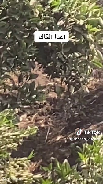 أغدا ألقاك: روائع أم كلثوم وكوكب الشرق