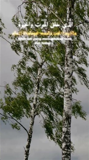 #Islamic #Quran #Tilawat #Shorts #Noor🌙