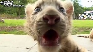 27K views · 637 reactions | DOUBLE TROUBLE: Twin white tiger cubs that were born a month ago made their public debut at a park in southwest China's Chongqing Municipality Friday. https://abcn.ws/2FLyzTu | ABC World News Tonight with David Muir | Facebook