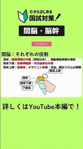 間脳の役割！ #shorts #理学療法士 #作業療法士 #国家試験 #基礎医学 #解剖学 #運動学 #理学療法士国家試験 #作業療法士国家試験 #anatomy