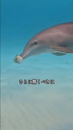1mgで即死…なのに治療薬に？フグ毒の正体 #フグ #テトロドトキシン
