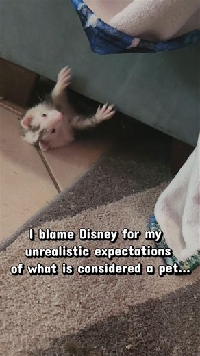 Not a single Disney Princess has a "Normal Pet"...🐾✨️👑#comedy #funnyferret #fyp #ferrets #disney