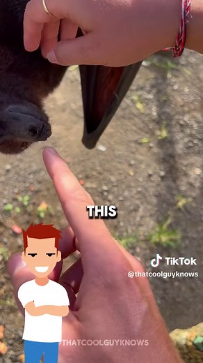 Rare Phenomenon: Bat Interacts with Camera Lens Using Ultrasonic Sound Waves