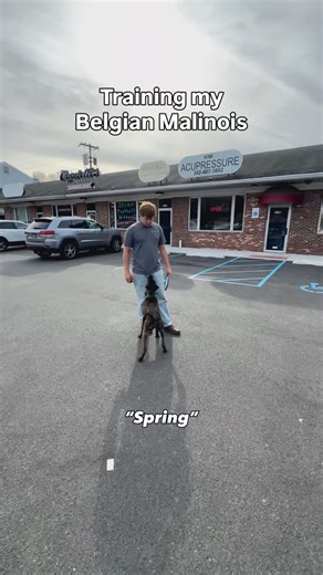 Training my Belgian Malinois 🥏🐺 #dogtraining #belgianmalinois #dutchshepherd #brandywinedogacademy #delaware | Brandywine Dog Academy