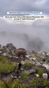 7.1K views · 42 reactions | In the 1930s, a small group of Himalayan...