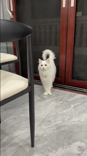 Cute Kitty Adventure: Discover Hidden Treasures