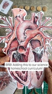 6.2K views · 95 reactions | New Circulatory & Lymphatic Systems Unit...