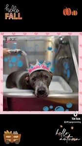 We'll help keep your dogs coat hydrated and moisturized💧 Our oxygen-rich microbubbles promote hydration and moisturization, leaving your dog's skin feeling refreshed and their coat looking shiny and healthy. | BGE Grooming