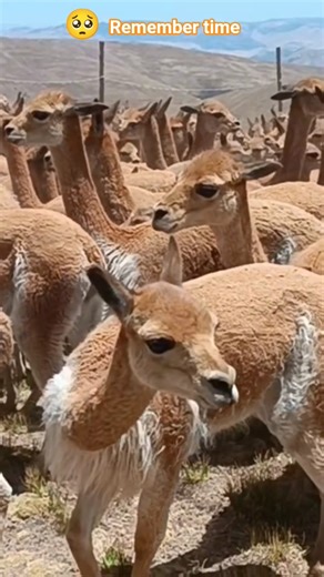 Cuando recuerdo a la vicuña favorita