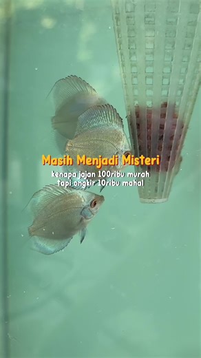 Ada yang tau? Coba kasih tau #akuarium #discus #fishtank #breeding #ikandiscus #ikanhias #discusfish #discusbreeding #discusindonesia #discusfarm #breeder #aquarium #redpigeon #yellowpigeon #adadiscus #farm #fyp #fypage