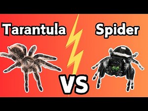 Jumping Spider VS Tarantula - Which Is The Right Pet Spider For YOU | Spooderpods
