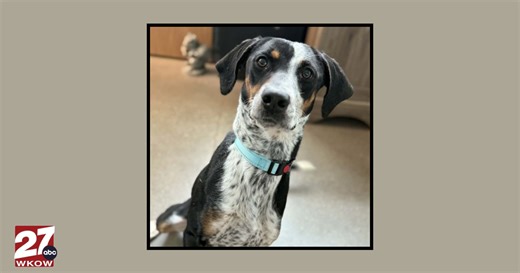 Pet of the Week: Meet Luna!