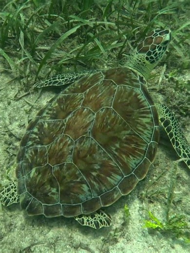 Sea Turtle, Tortuga De Mar, on coral reef in Caribbean Sea #seaturtle #tortugademar #coralreef