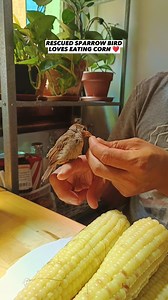 RESCUED SPARROW BIRD LOVES EATING CORN ❤️ #animallover #birdlovers #PetLovers #bird #sparrowbird #rescuebird @highlight | Emily Mabilangan