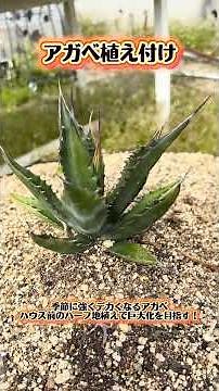 [Agave Planting] Let's plant and grow agaves, which are hardy and grow huge! ✨ [How to Grow Agave]