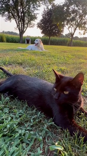 She had zero interest in him at first, but this cat didn't give up 💞 We talked to their mom Vicky about how Darby was so heartbroken after their cat passed away, but now she's a puppy again with her new BFF! Keep up with Simon, Darby & Vicki on TikTok: https://thedo.do/simonanddarby & Instagram: https://thedo.do/Simon_And_Darby. | The Dodo