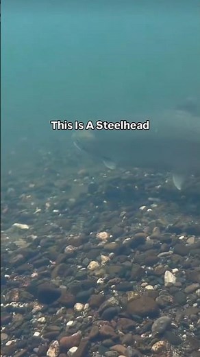 The Difference Between Steelhead and Rainbow Trout #fishing 🎣