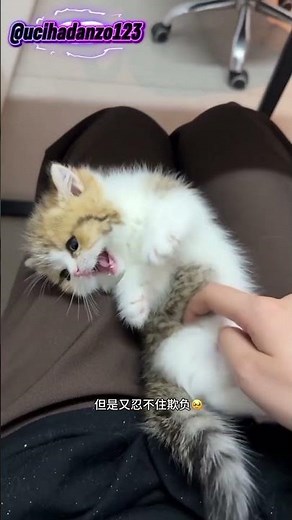 #cat #adorably #pets #adoreble #cute #cutecat #instacat #kitten #animals #catlovers #shorts