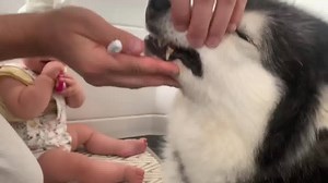 233K views · 5.6K reactions | Cutest baby and cat help brush dogs teeth! | Life with malamutes | Facebook