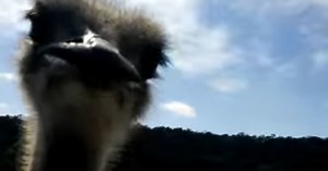 Ostrich Hates Paparazzi More Than Alec Baldwin