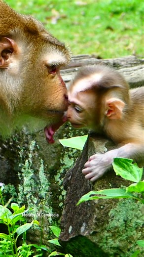 Heartwarming Scene of a Devoted Mom Monkey Gently Kissing Her Precious New Baby, Capturing the Beauty of Nature’s Bond #fypviralシ #cute #tiktok #monkey #animal #reel #fy #pet #facebookviral | Monkey Of Cambodia