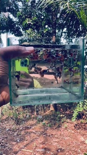 Chilli musaic platinum dumbo yer pair 100 all India 🇮🇳 courier 🚚 available