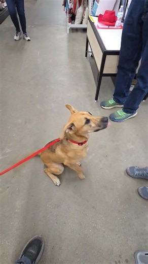 Little Roxy at Ace Hardware. This was a good social outing for her. This is not a situation for all dogs but Roxy has the temperament to handle it, and will benefit from the exposure. | All Dogs Training Center