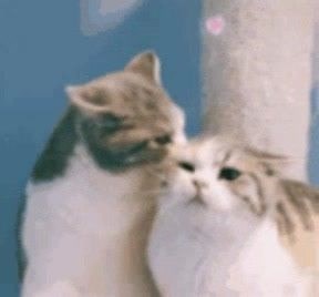 17K views · 788 reactions | Cyg nyau | Dunia Kucing | Facebook