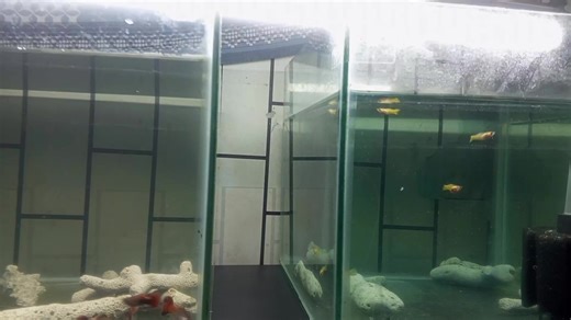 yellow SB gb dan Magenta sbgb