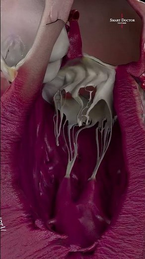 Four Chambers & Four Valves | Heart Anatomy 🫀