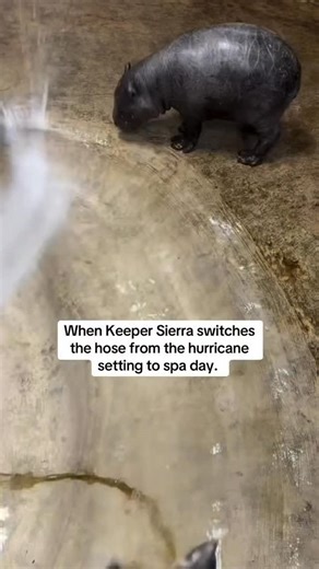 Mars The Hippo on Instagram: "Hose manual for Mars: Jetstream will result in spazzy and explosive movement. Shower setting will bring a more peaceful and relaxed Mars. #marsthehippo #marshippo #babyhippo #pygmyhippo"