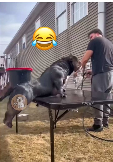 Hilarious Dog Fails That Will Brighten Your Day