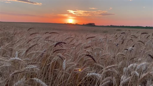 6.4K views · 176 reactions | I’m gonna leave this here in hope of the right person seeing it… We are in need of acres to cut. We will be available mid to late week. If you’re looking for some additional help with your 2022 wheat harvest and could use one combine and two people, please call 402/657-5803. If I don’t answer, please leave a voicemail. #harvest2022 | Zeorian Harvesting & Trucking | Facebook