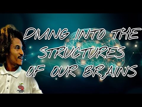 Understanding HOW the Brain Works 🧠