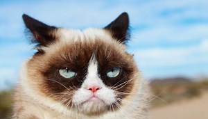 Grumpy Cat, beloved internet star, dies at age 7