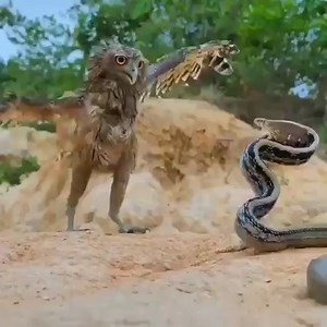 89K views · 1.9K reactions | Daily Survival-Owl vs Snake Fierce Battle- Wildlife Join my group : Animals Kingdom  Thank you so much  | Snake Park | Facebook