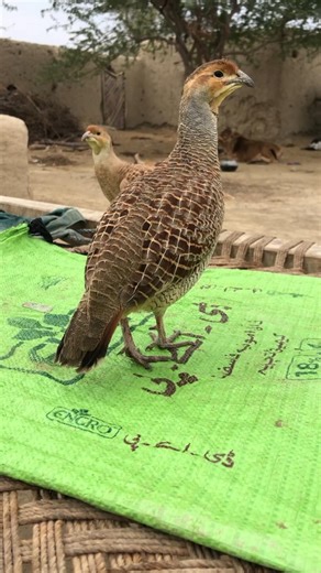 Desi Teetar Full HD | Nature Bird Lovers Must Watch 🌿